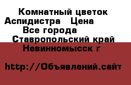 Комнатный цветок Аспидистра › Цена ­ 150 - Все города  »    . Ставропольский край,Невинномысск г.